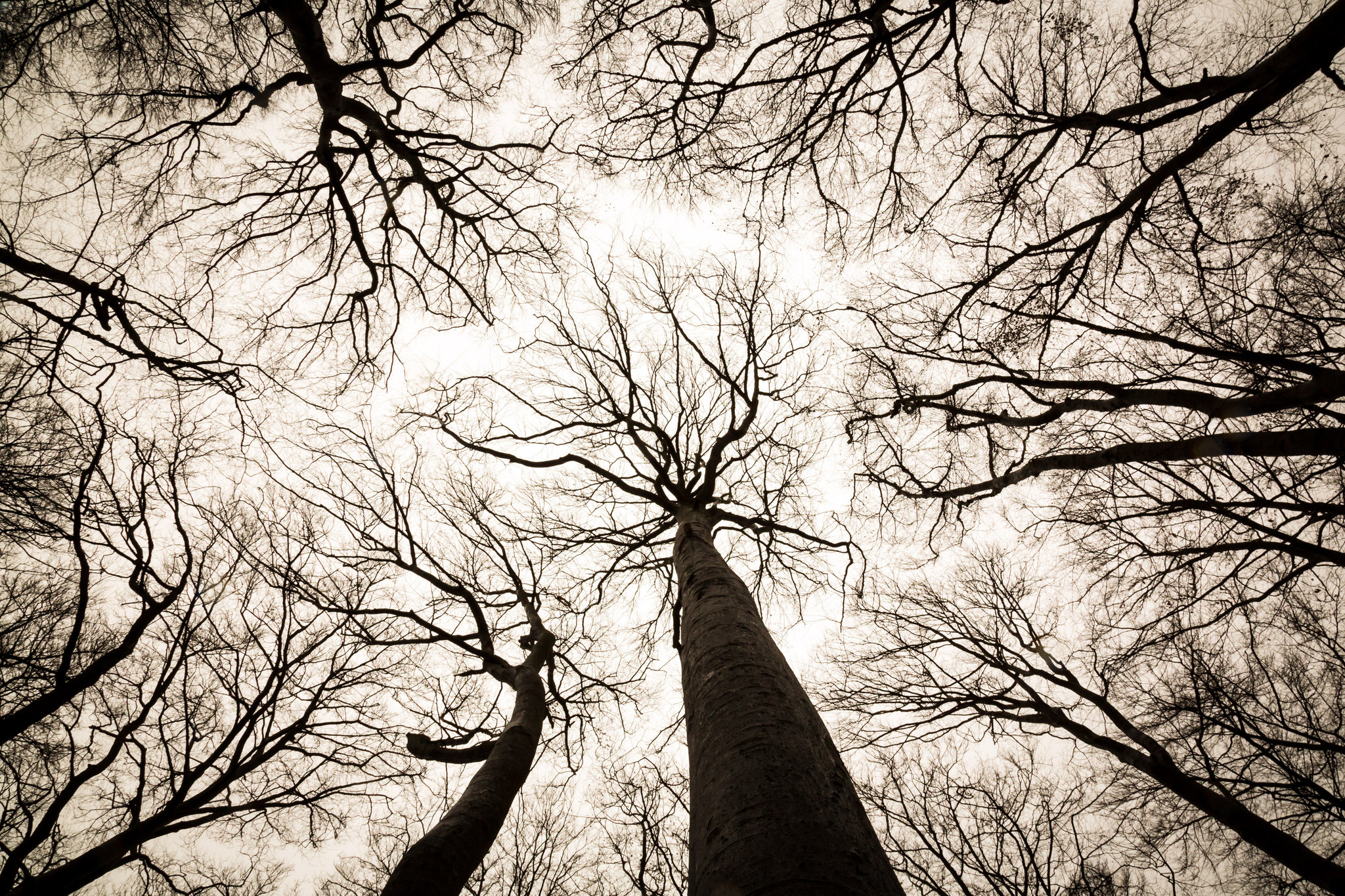 Условия жизни деревьев. Петер Вольлебен. Жизненное дерево. Тайная жизнь деревьев. Thiya жизненное дерево.